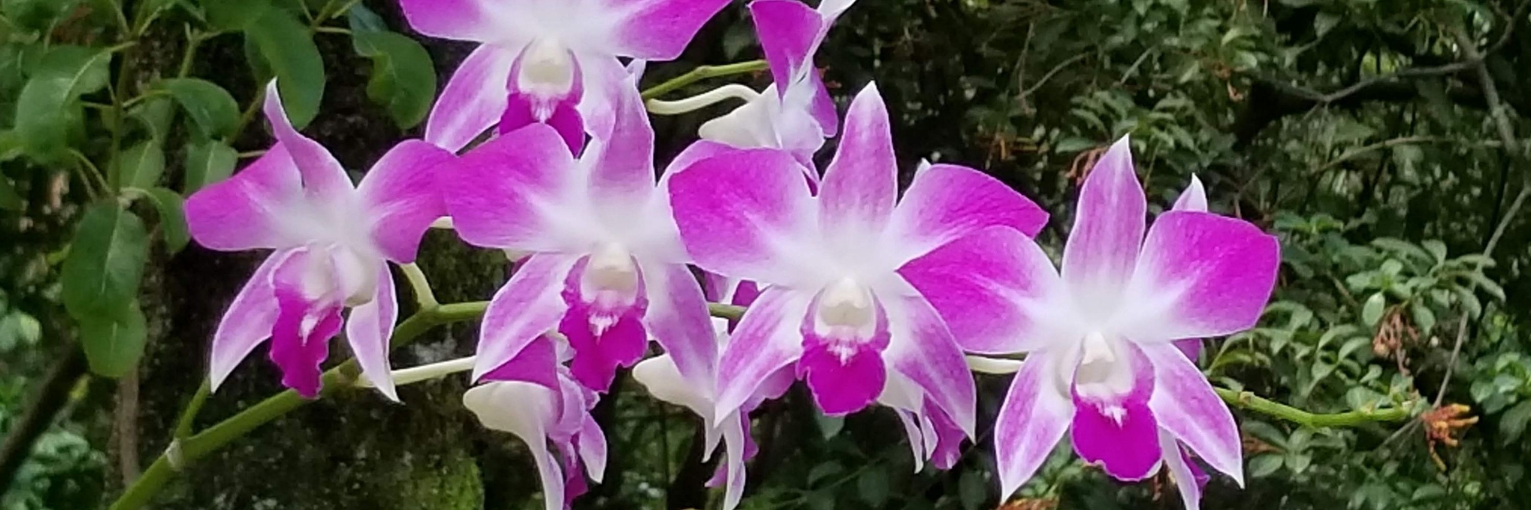 CC Orchids