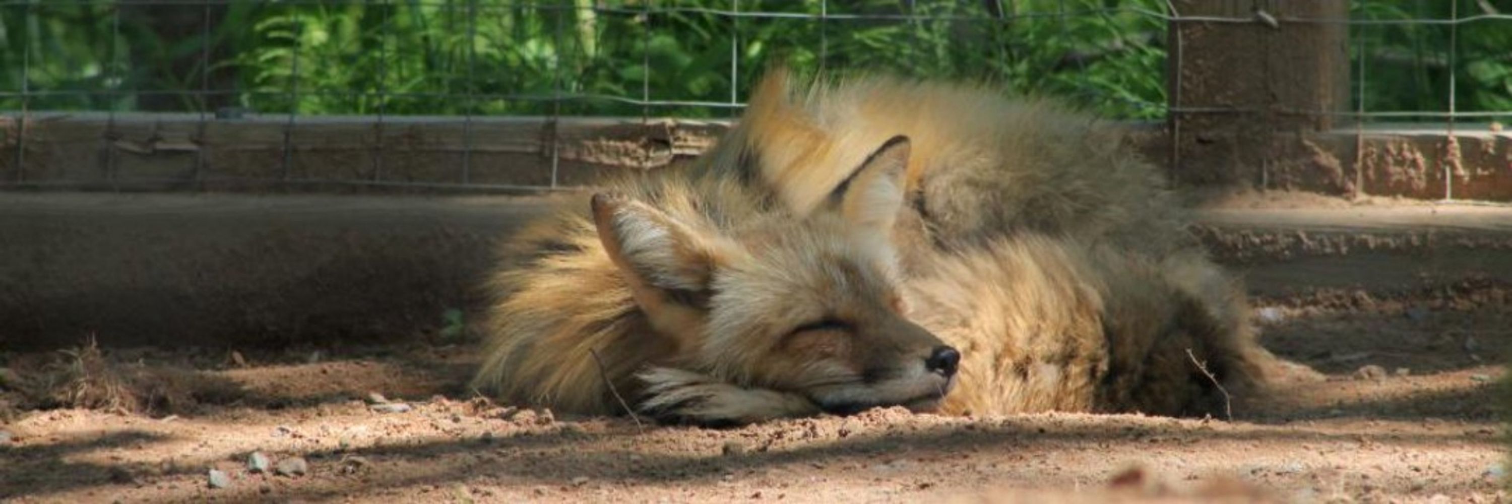 DesignerFox