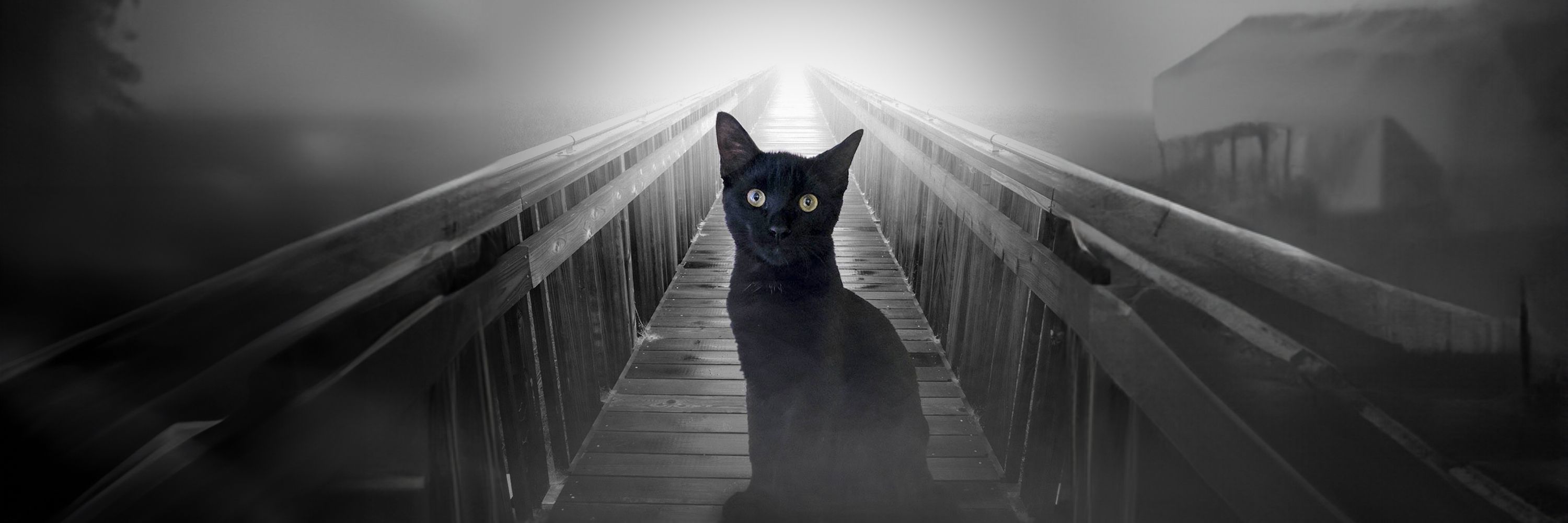 Confucius Ninja Kitten