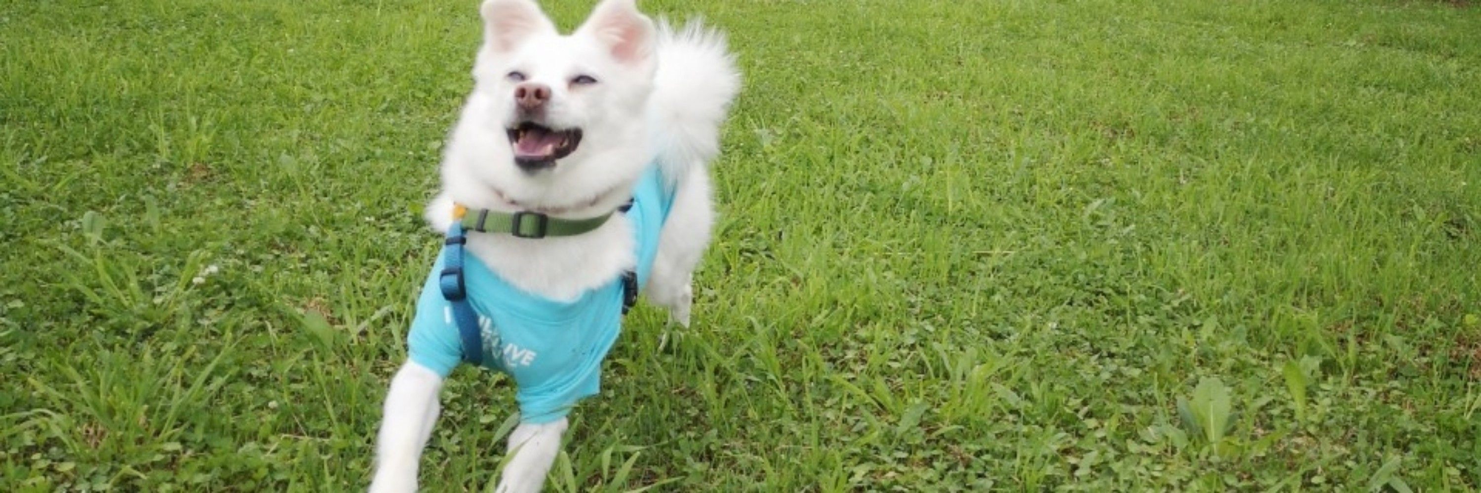 犬のために生きてるとわこ