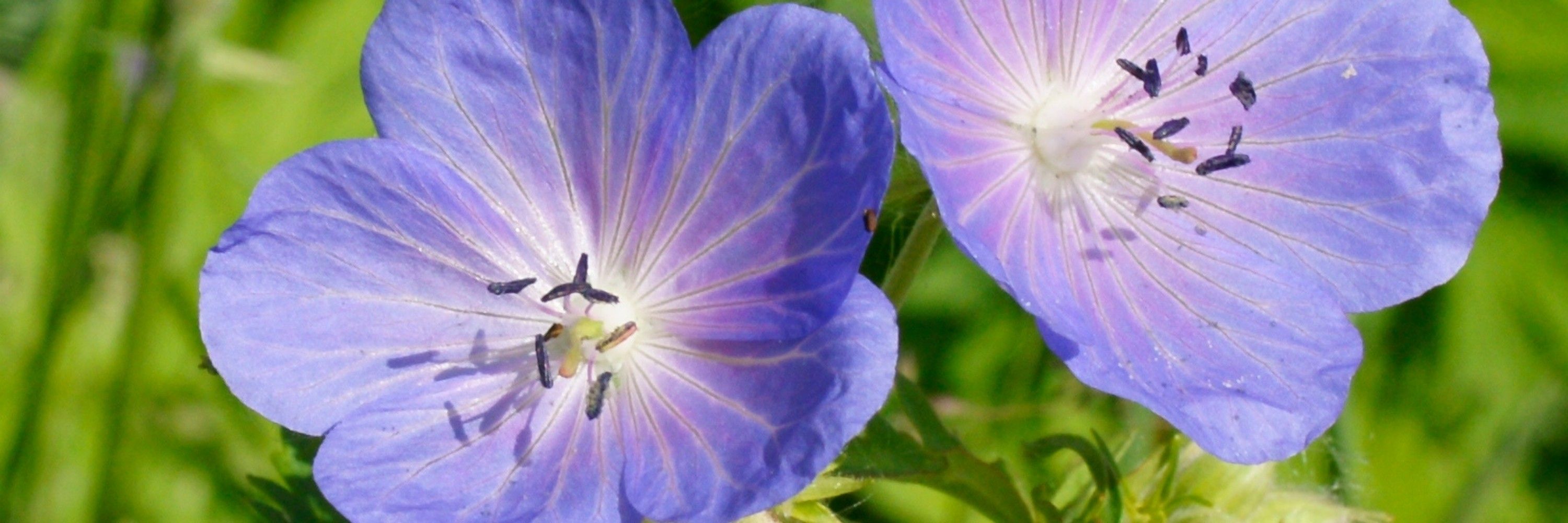 Geranium Sue