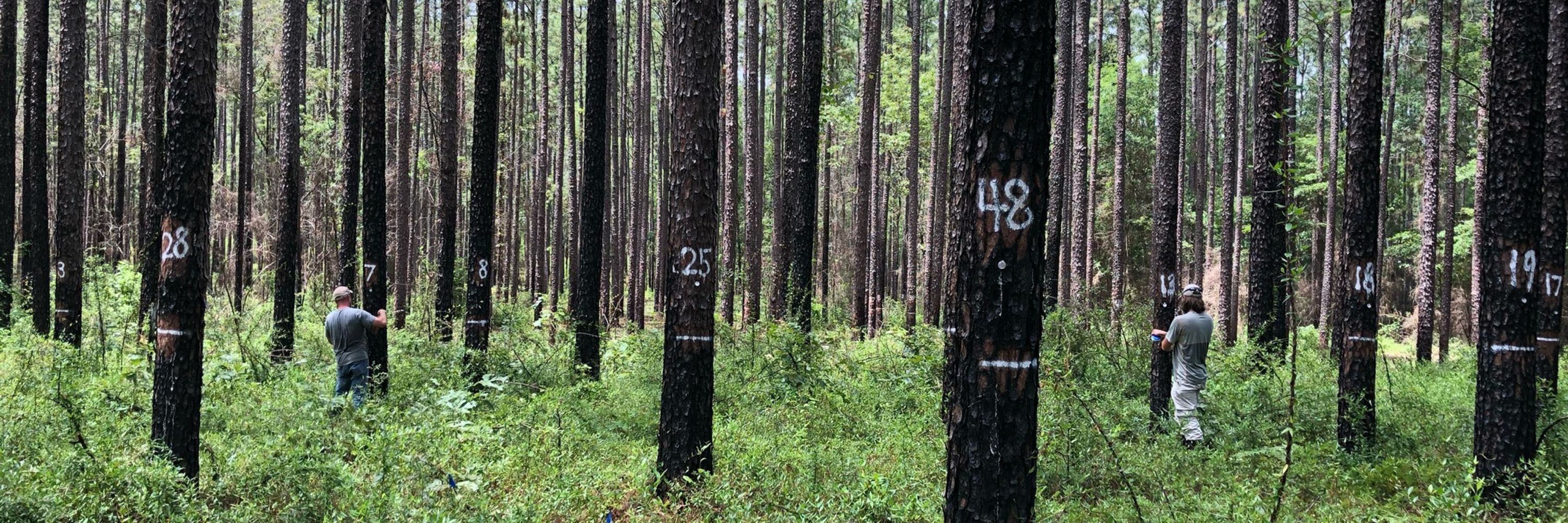Ajay Sharma: Silviculture and Forest Ecology