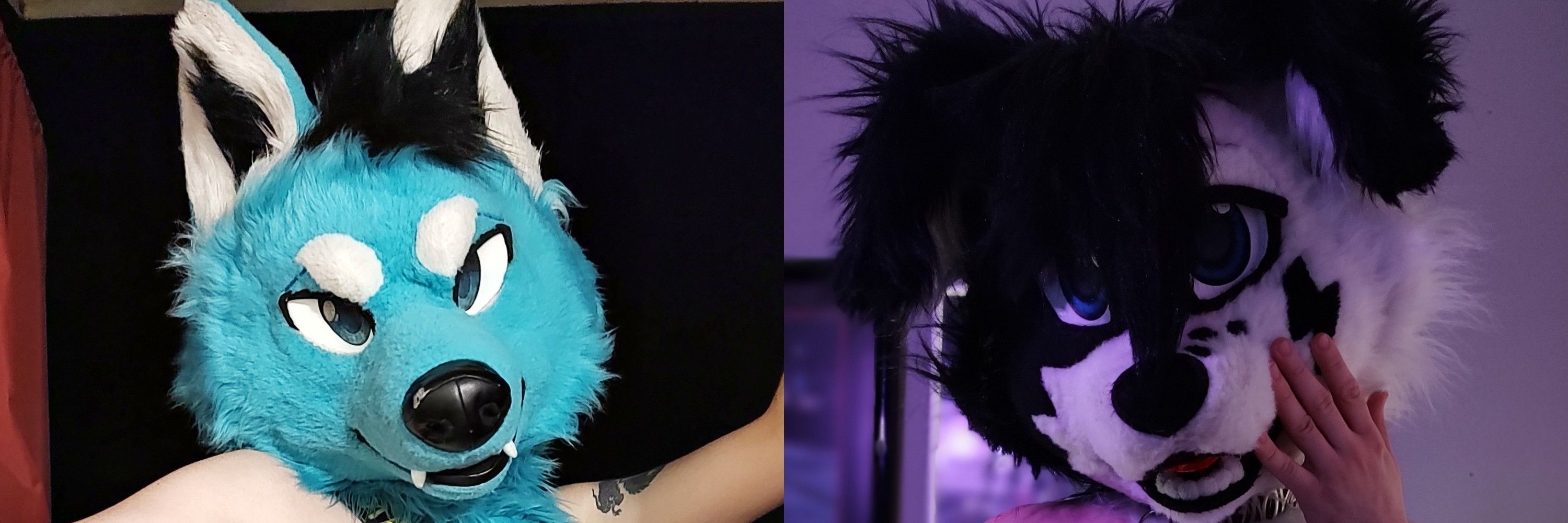 Blue Daddy Wolf, Cutie Collie 
