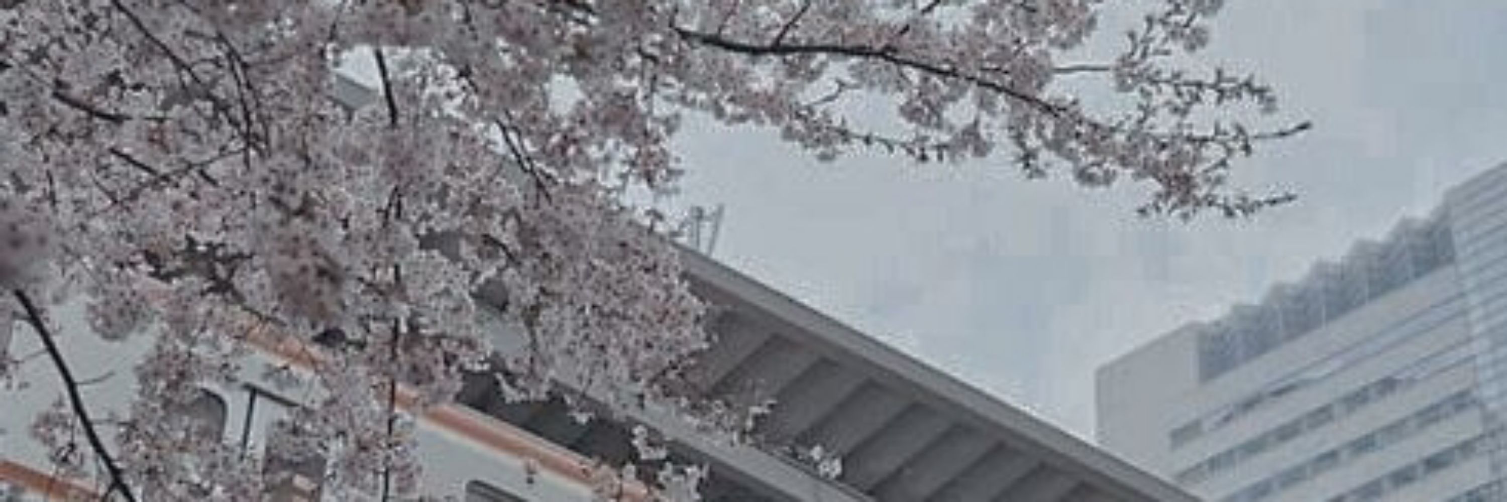 Nobara Kugisaki