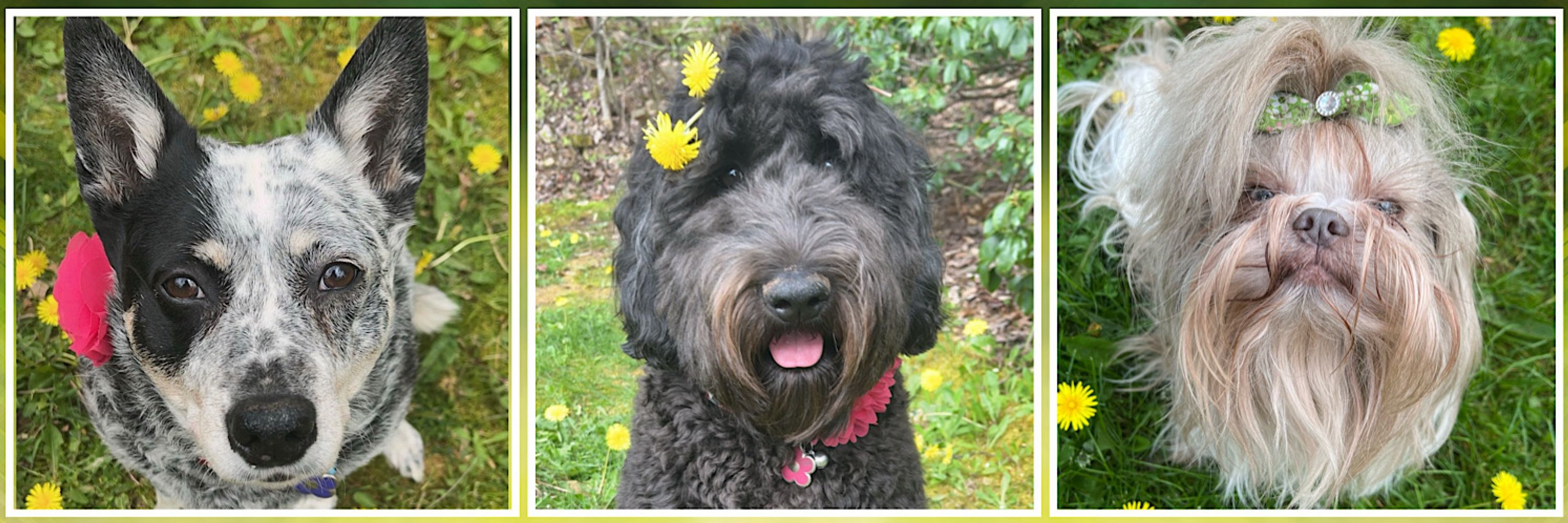 Lilly