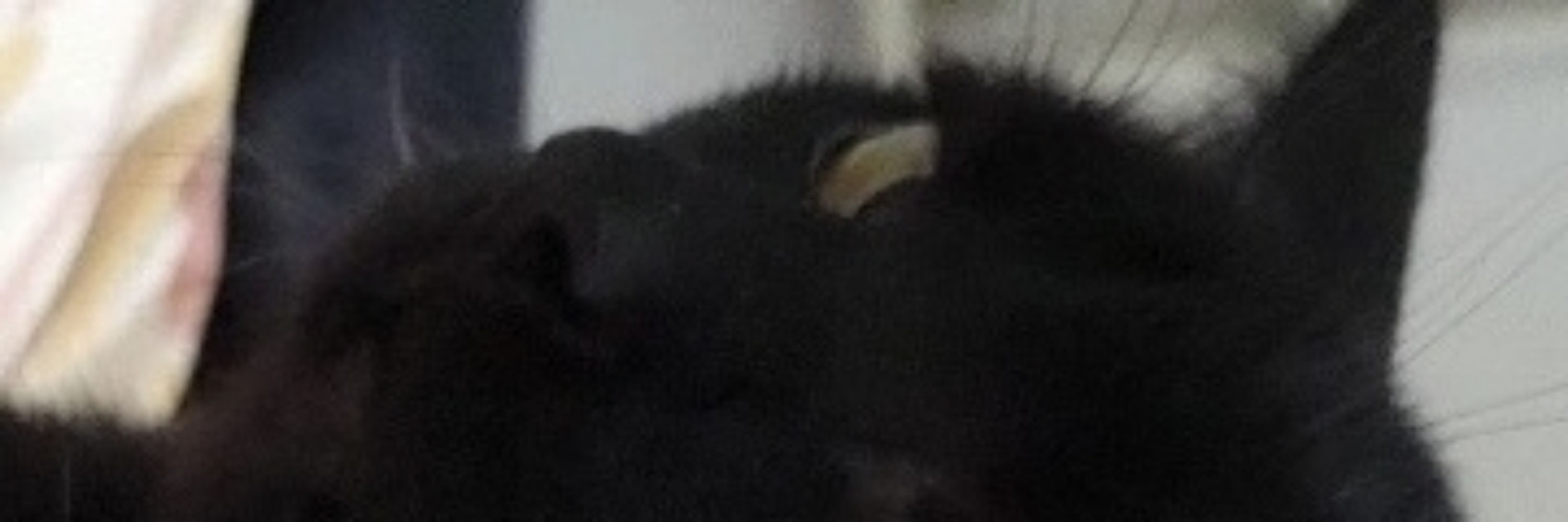 Vulpecula