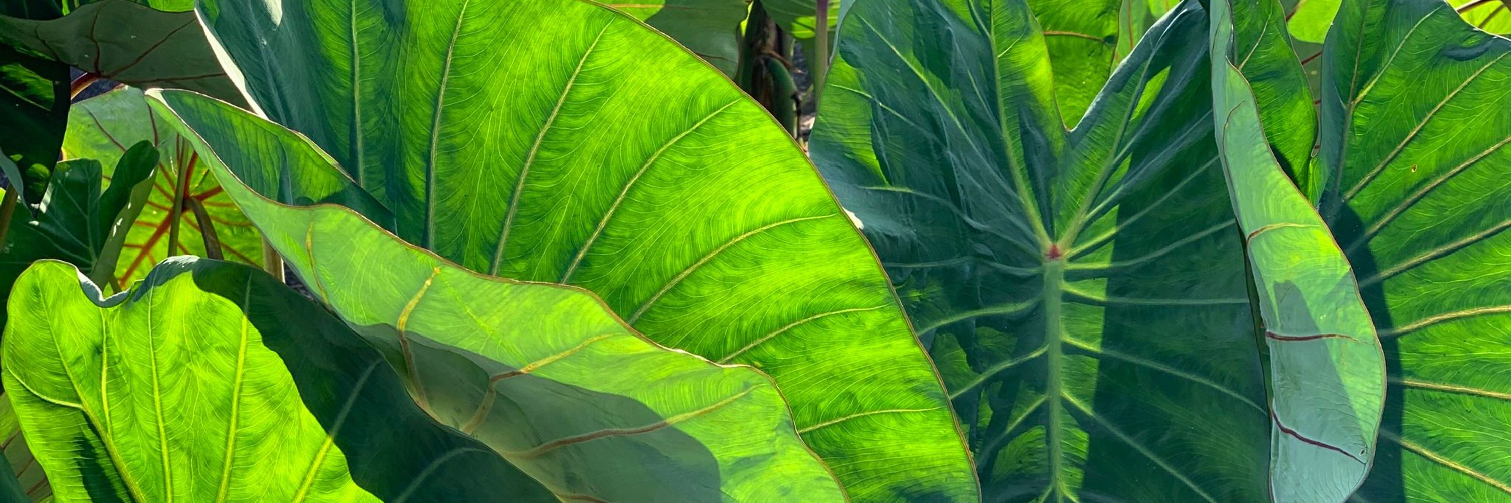 Forest Bathing Hawaiʻi