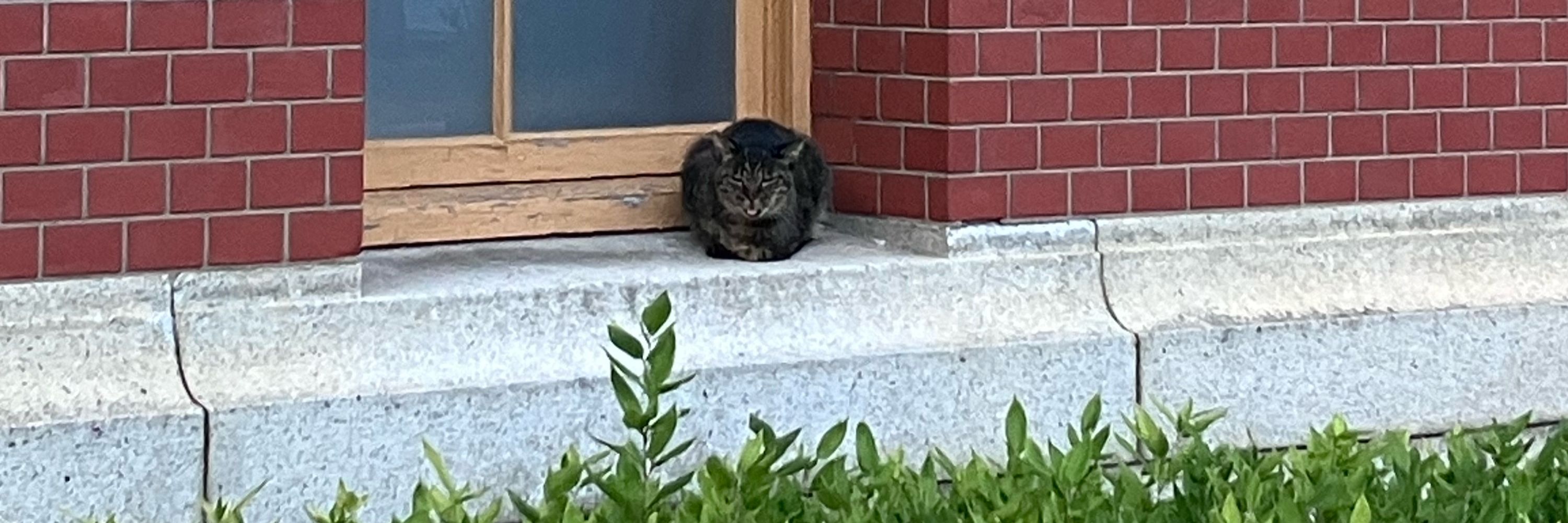かずき