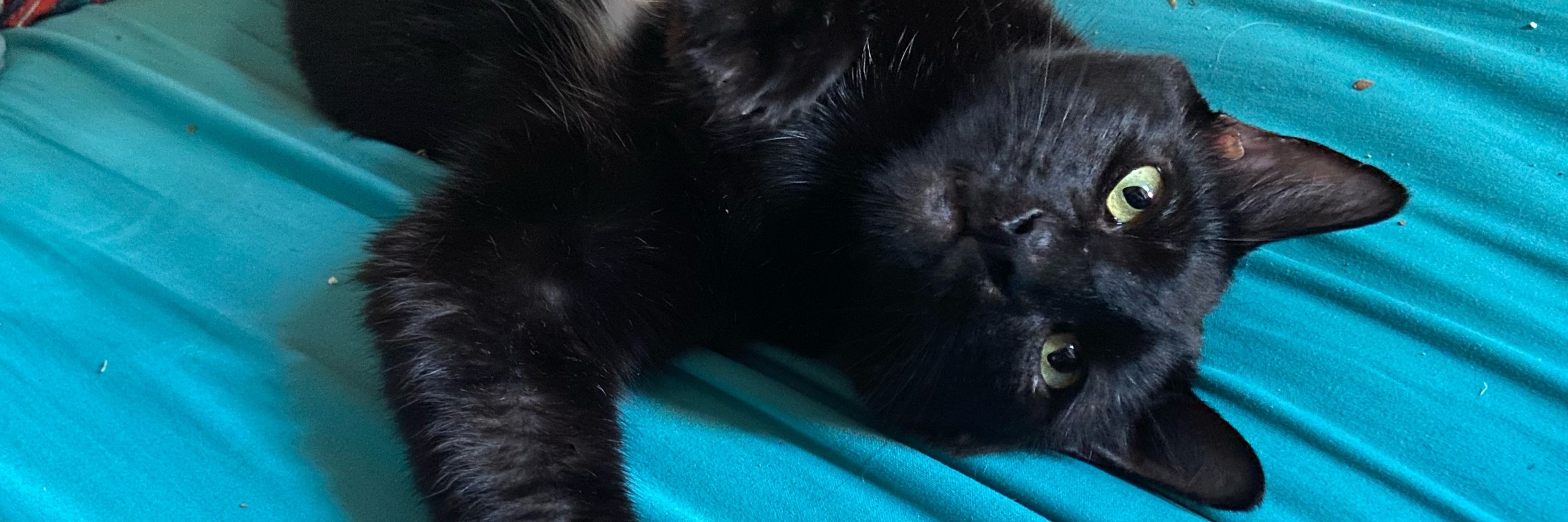 Asher Cat