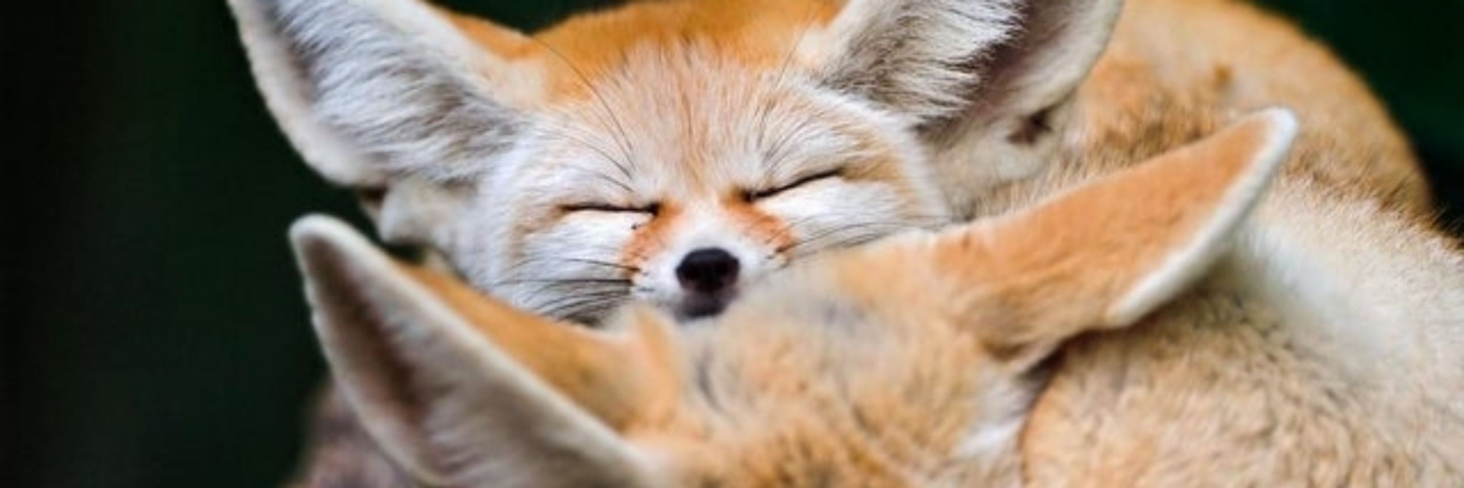 Aria The Fennec 