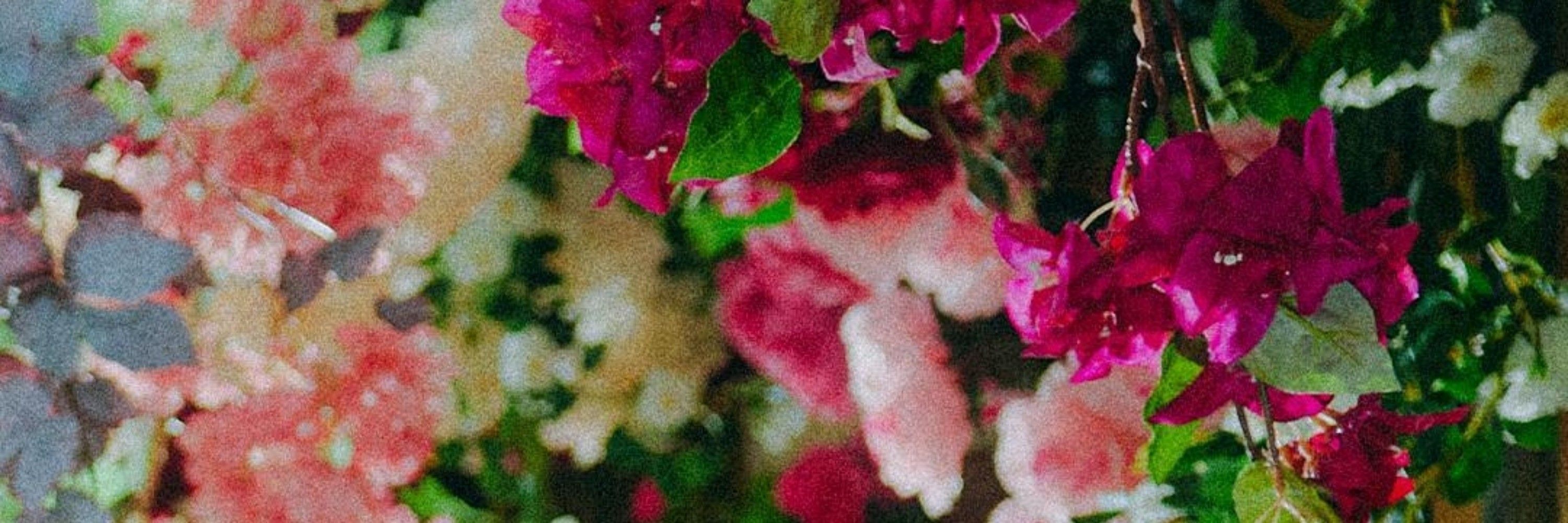 Lily 🍓