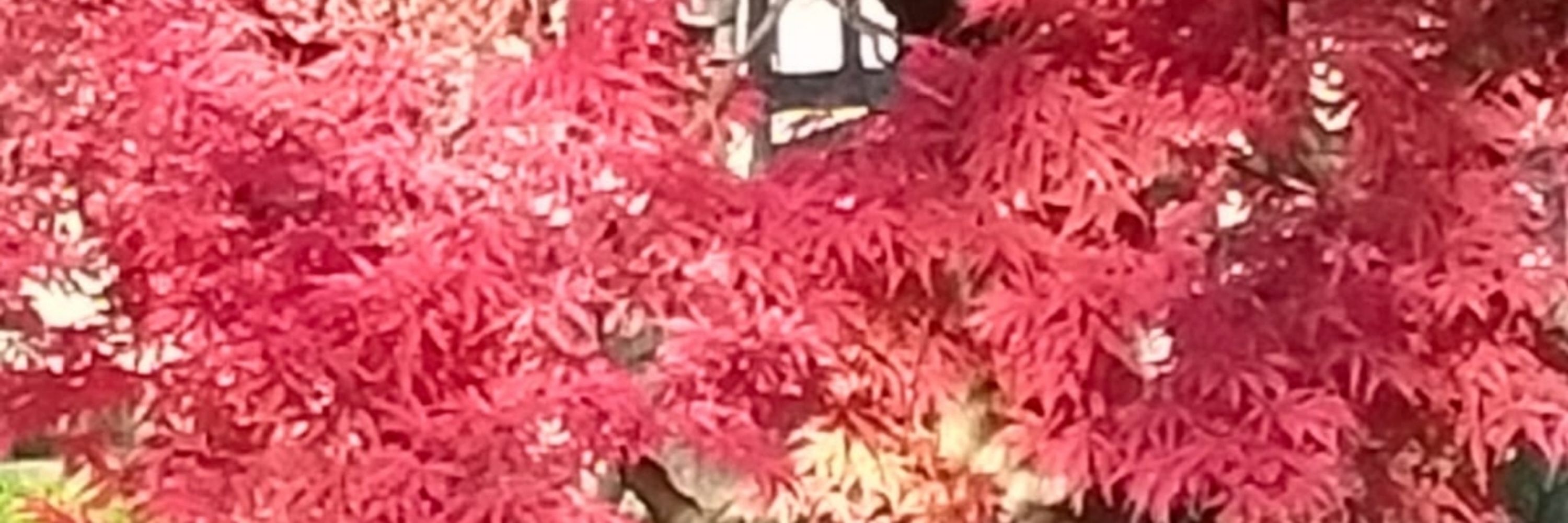 Davidino