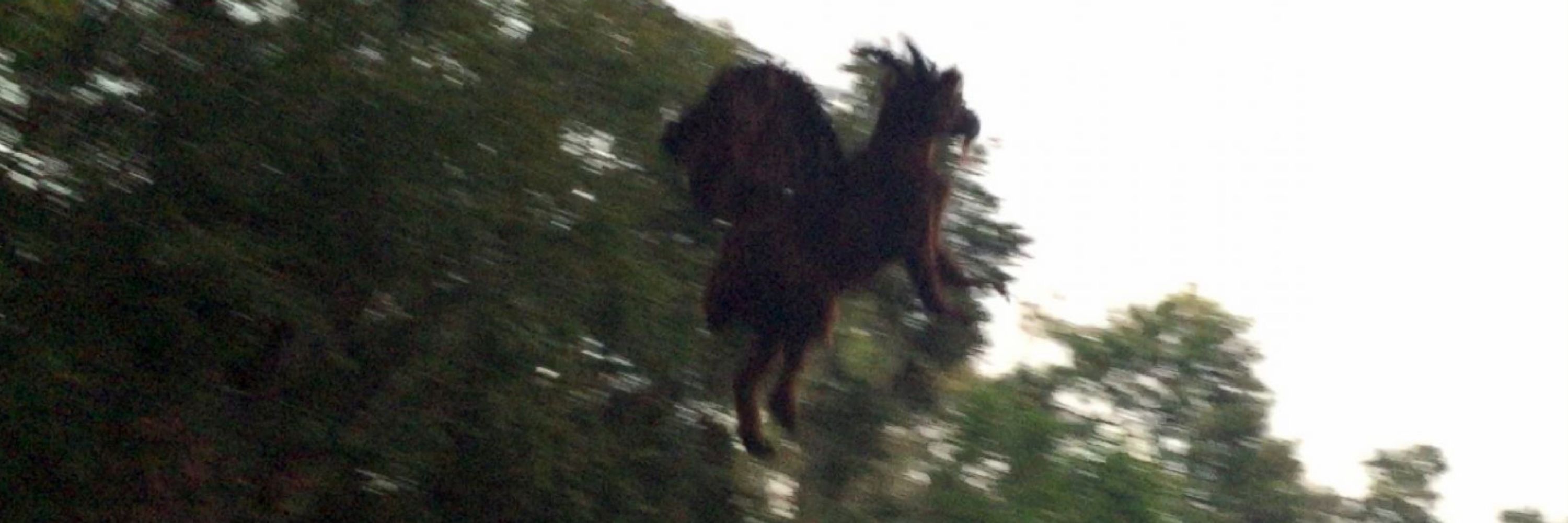 The Literal Jersey Devil