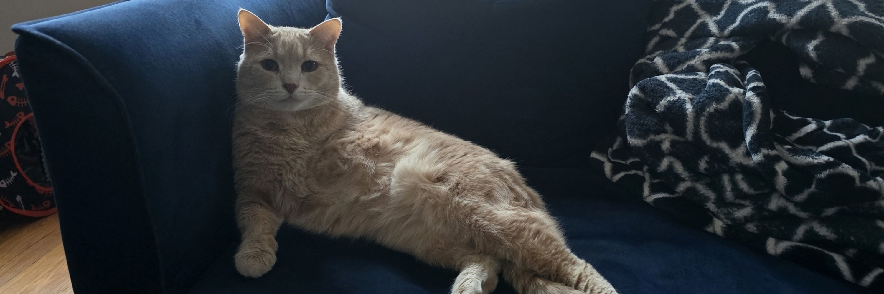 carllasagna
