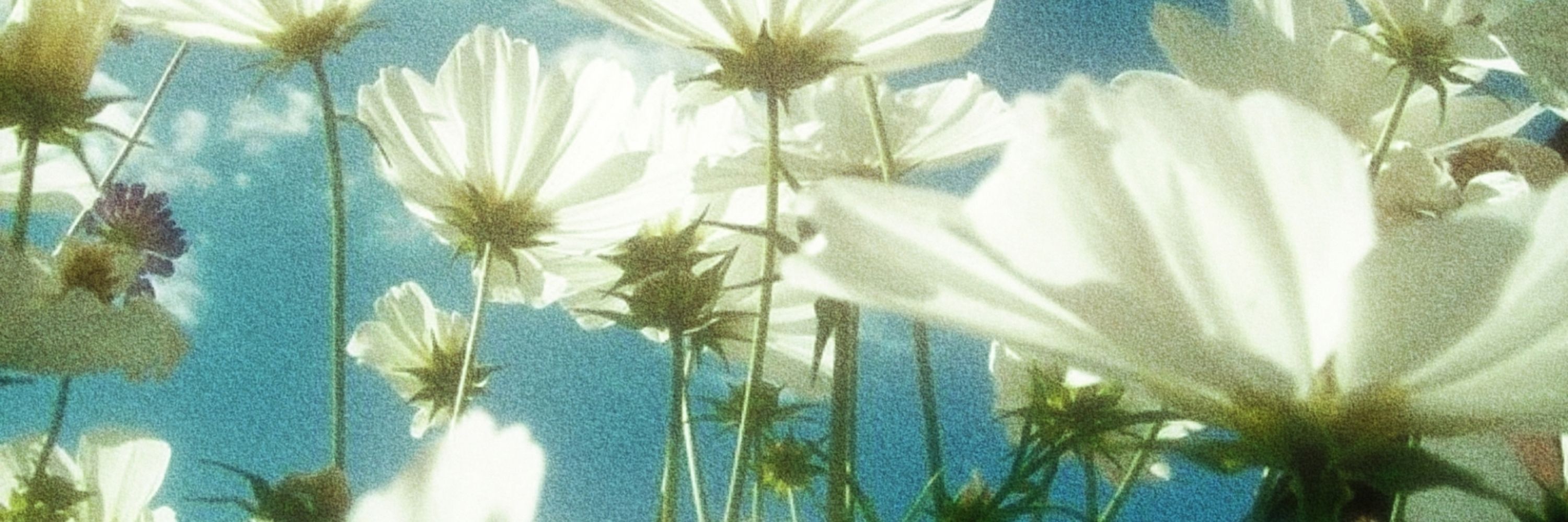 ✿⁷ 