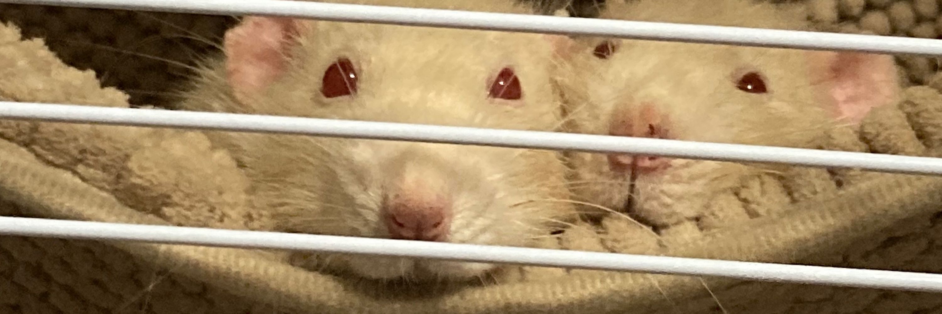 のち