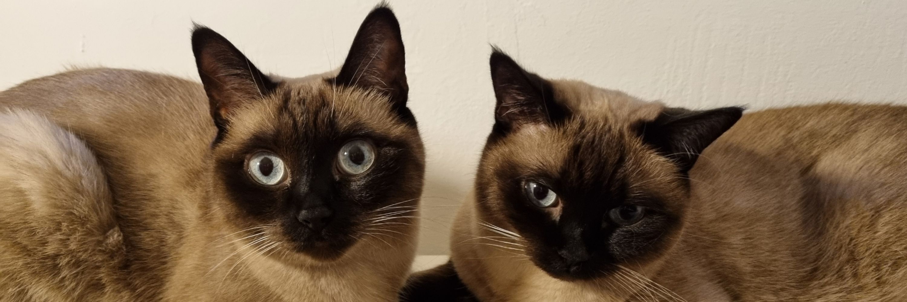Peanut & Butter