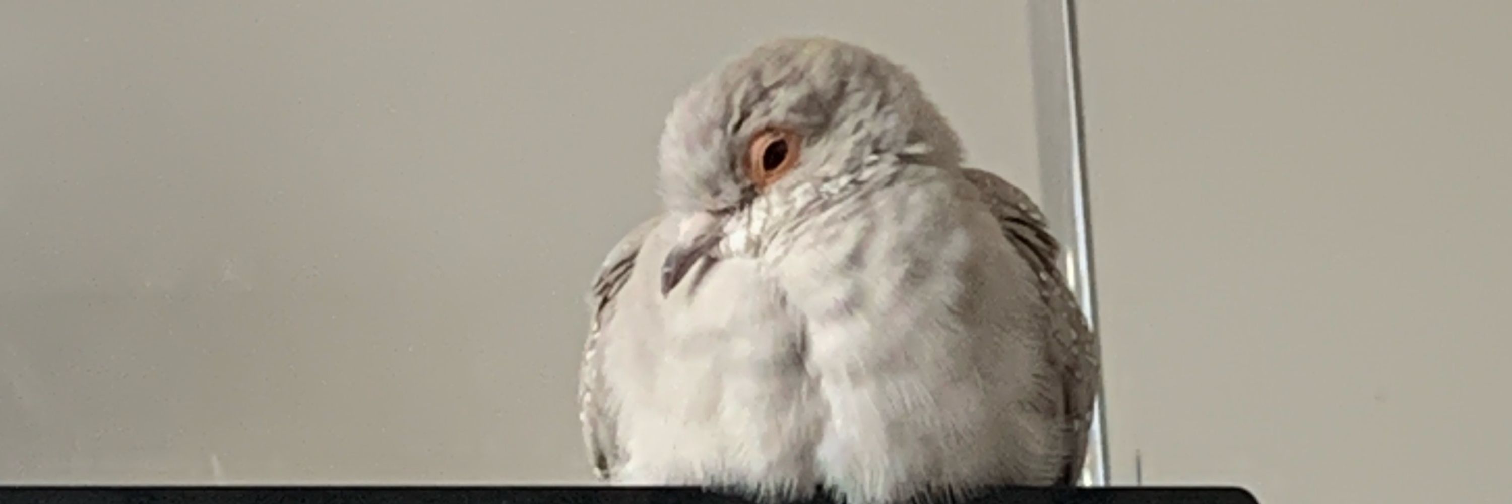 Scruffy Pigeon