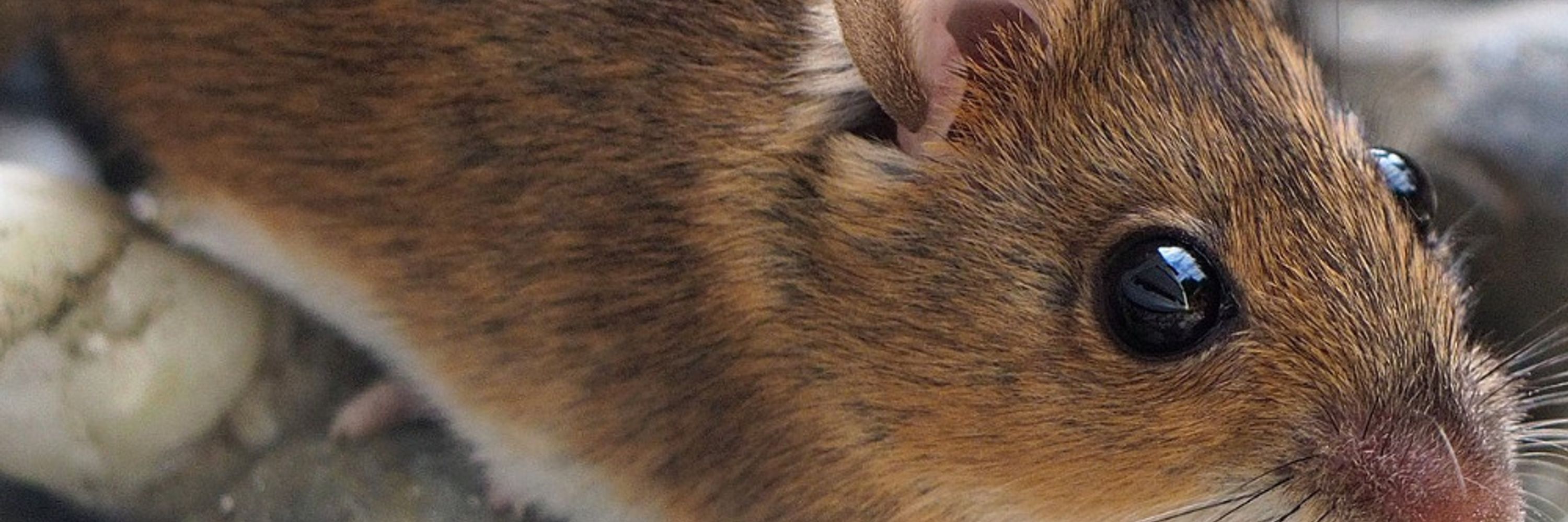 Mouse