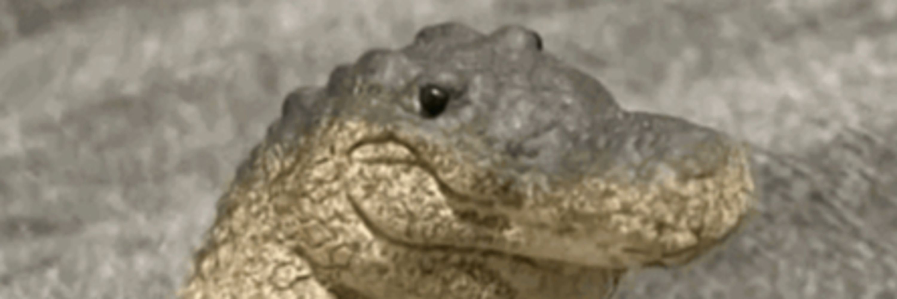 Reksal