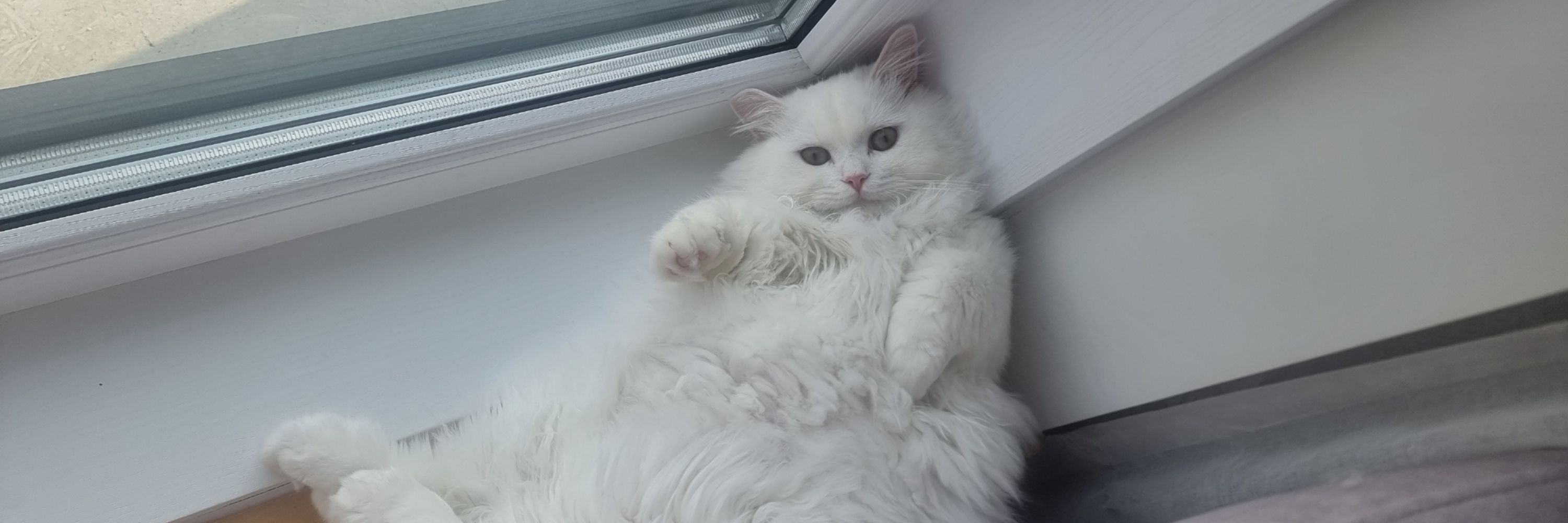 누렁이