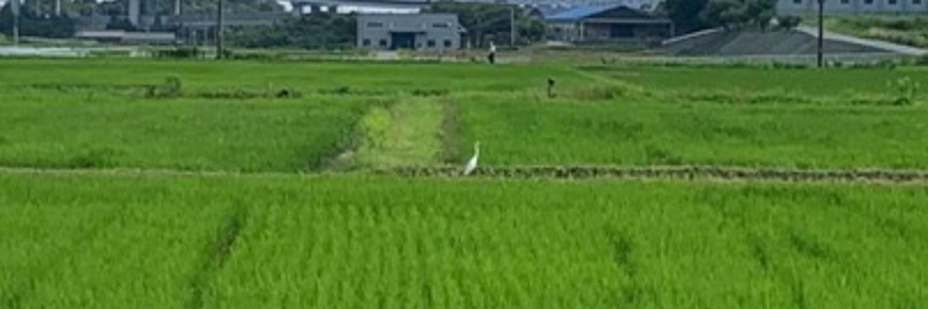Takami (TAH-kah-mee) 貴美