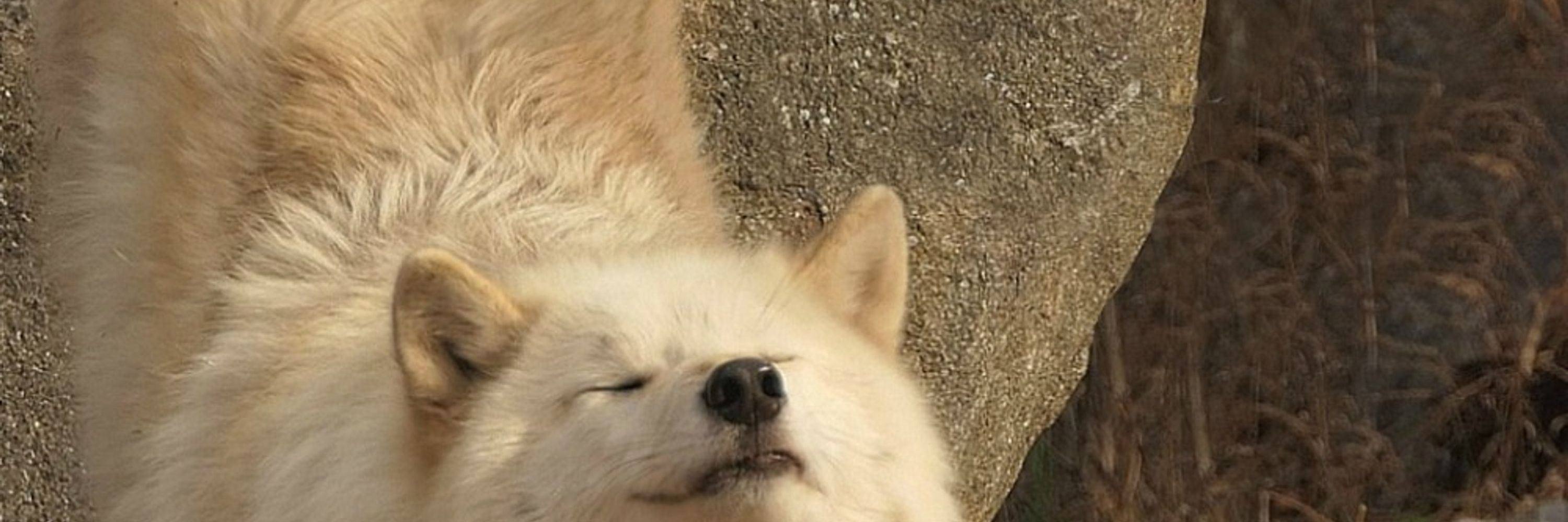 Silver Wolf