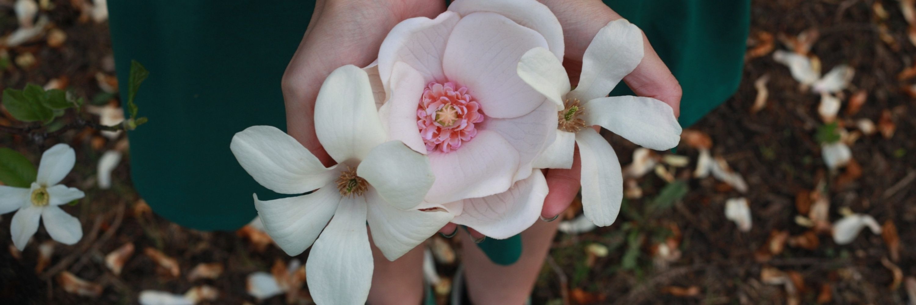 💛Magnolia💛