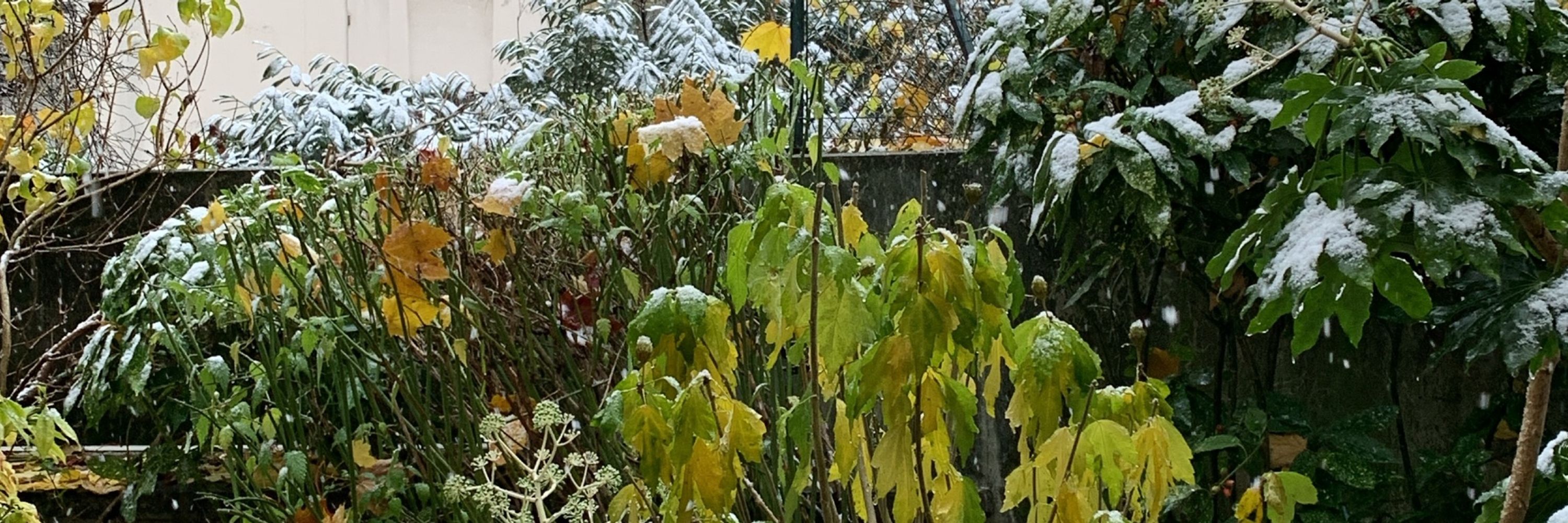 Coco Castafiore