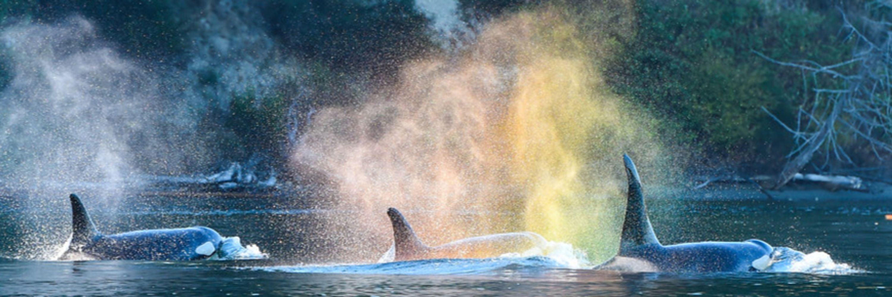 Aspiring Orca