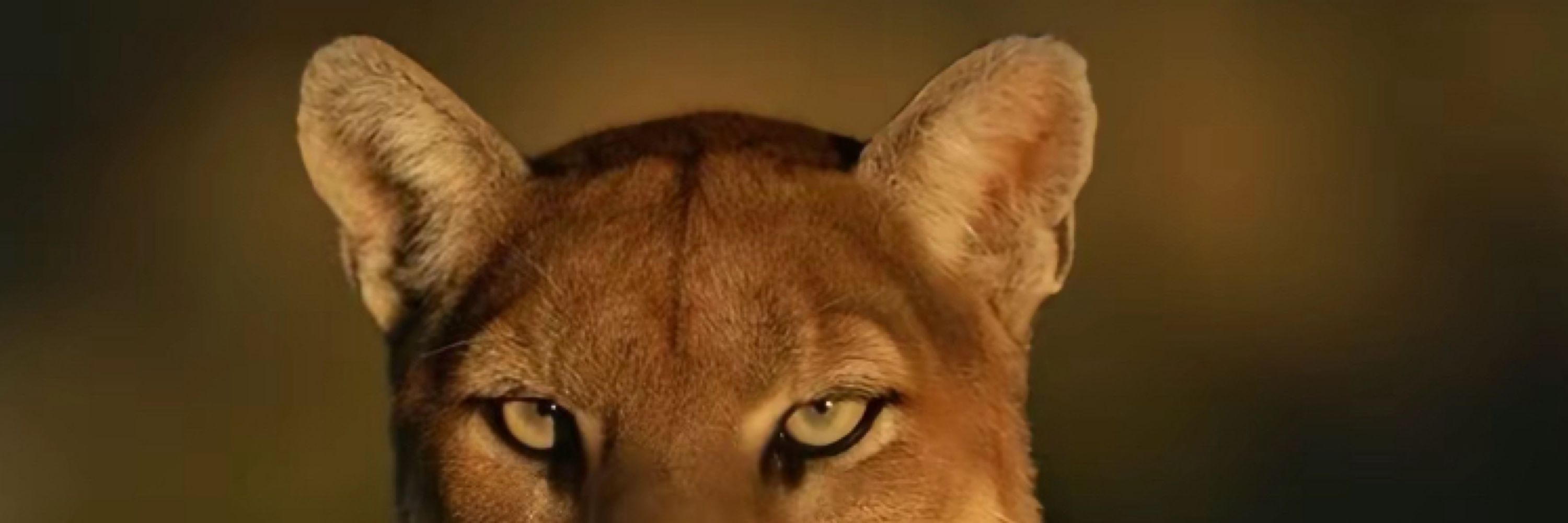Ruivinha🦊