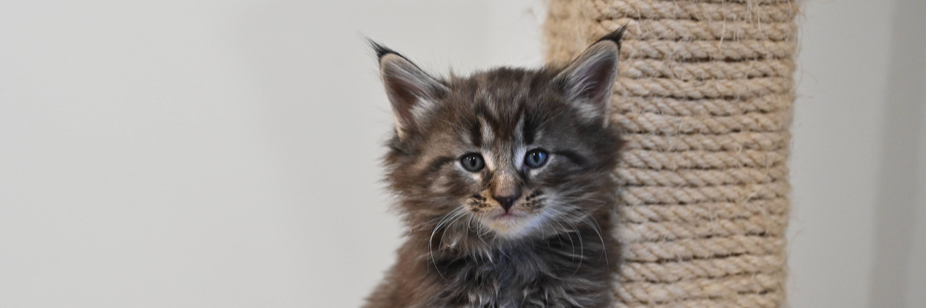 RebelSkogCattery