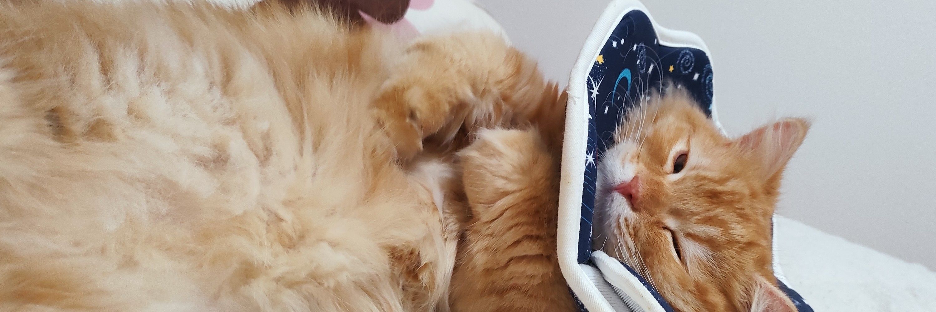 ちよこ