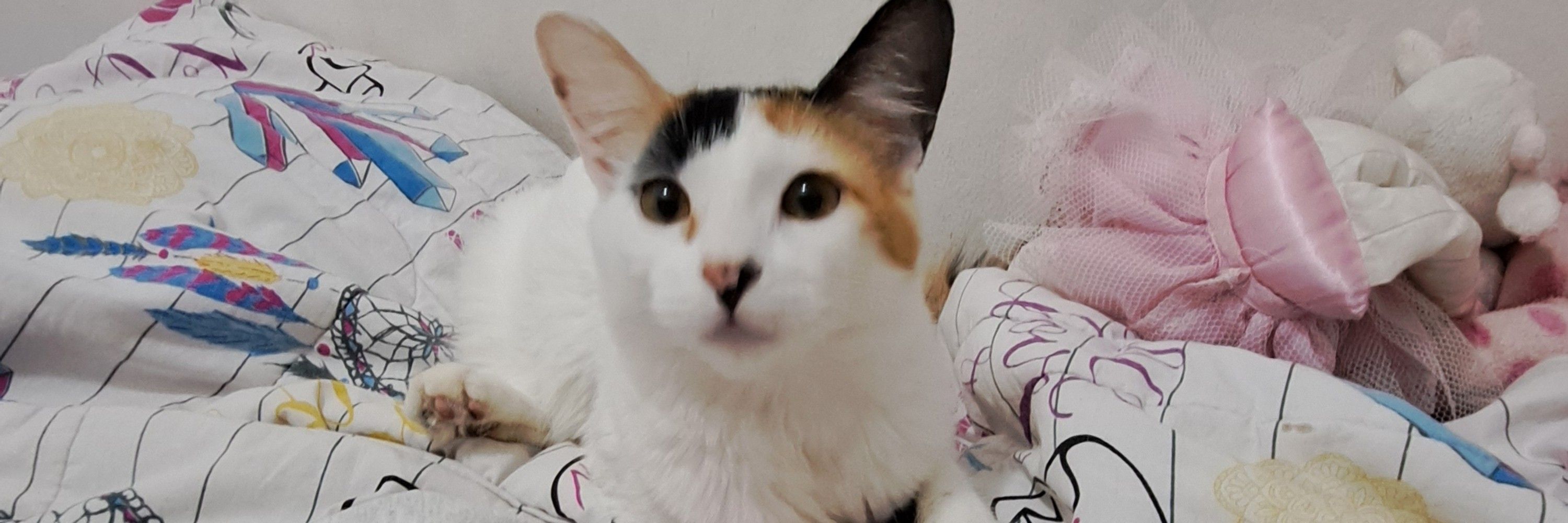 catarina