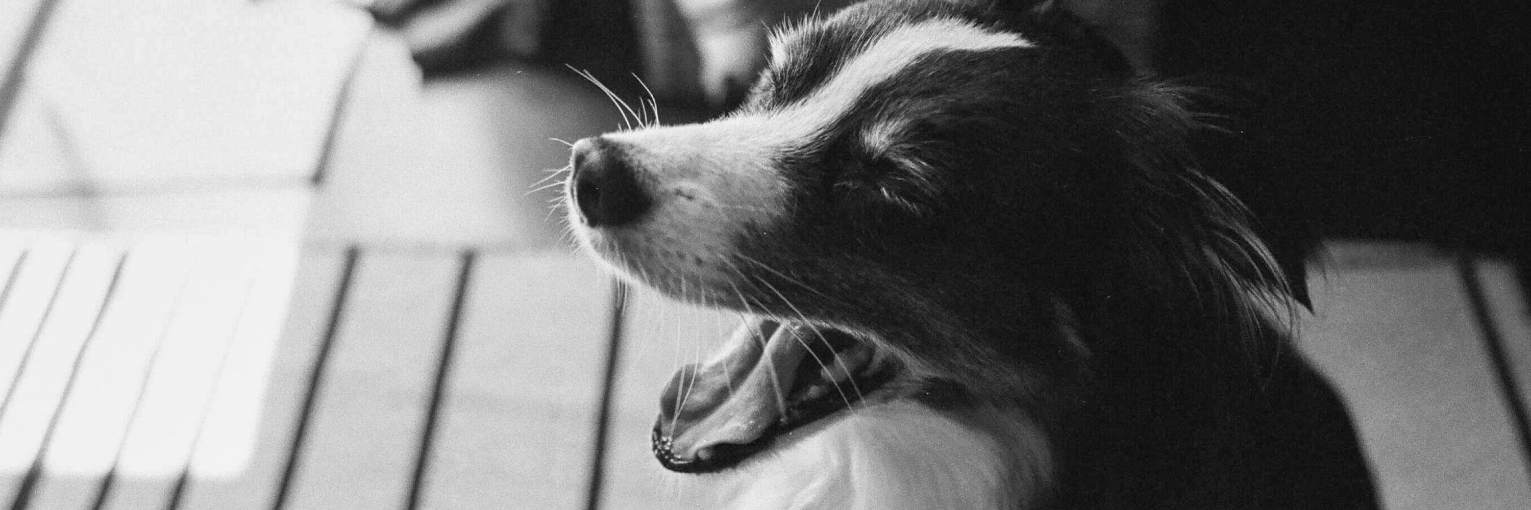 Nick