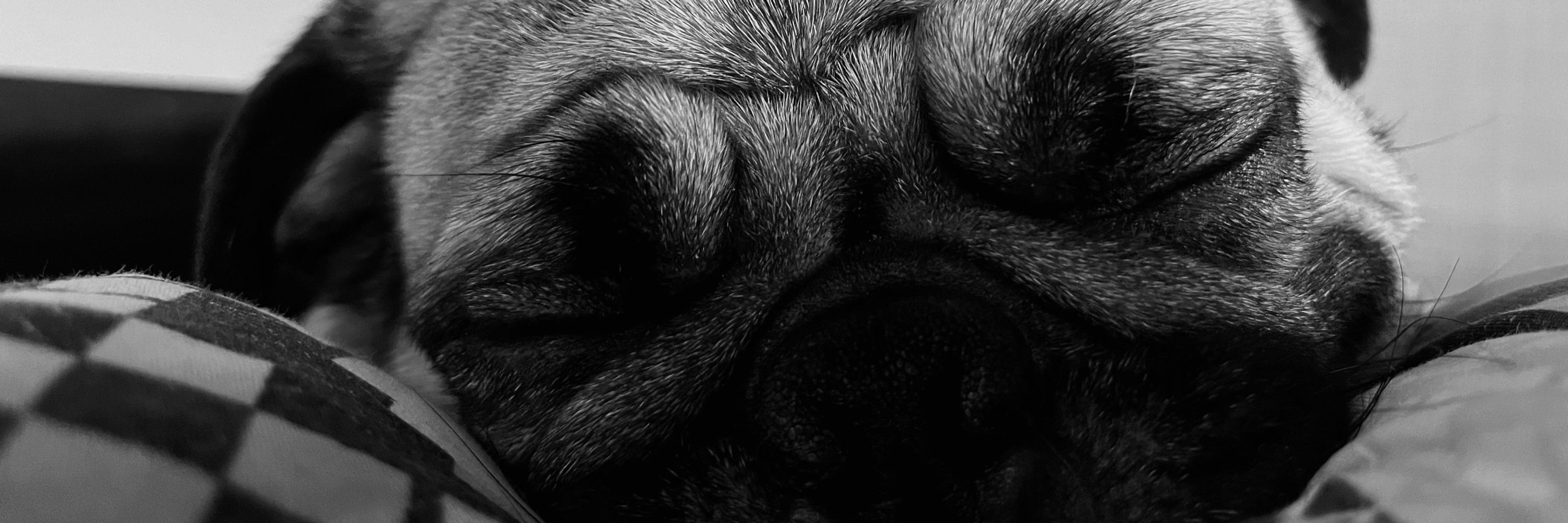 giuba
