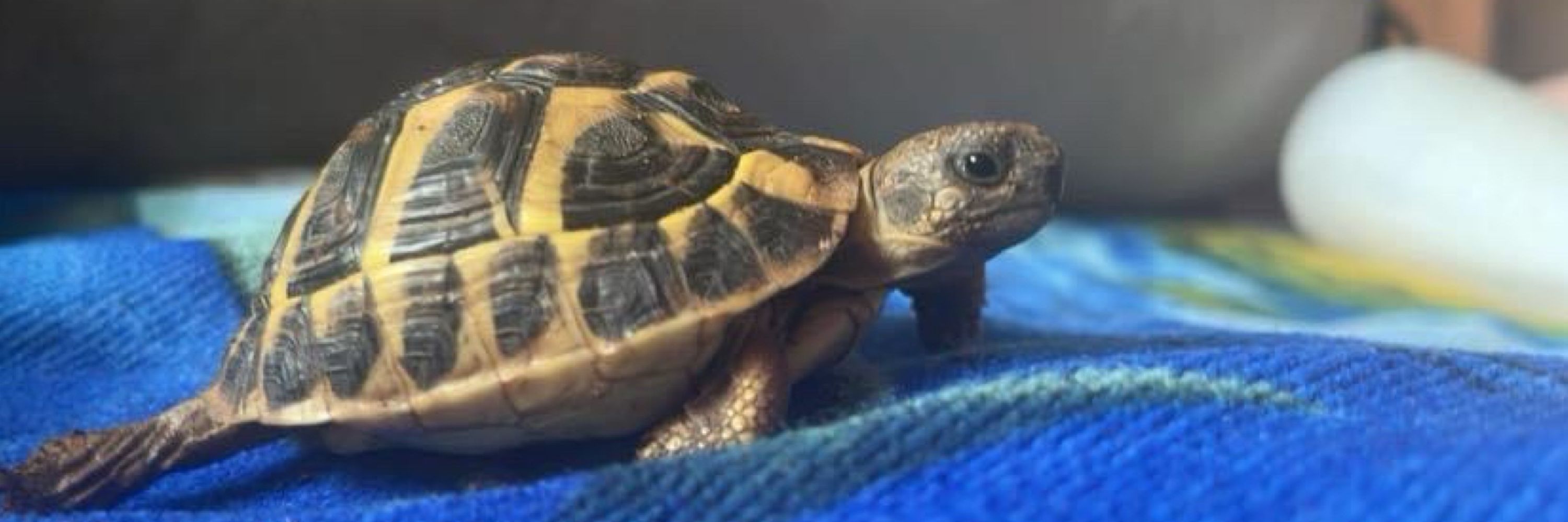 FPL Tortoise (Martin)