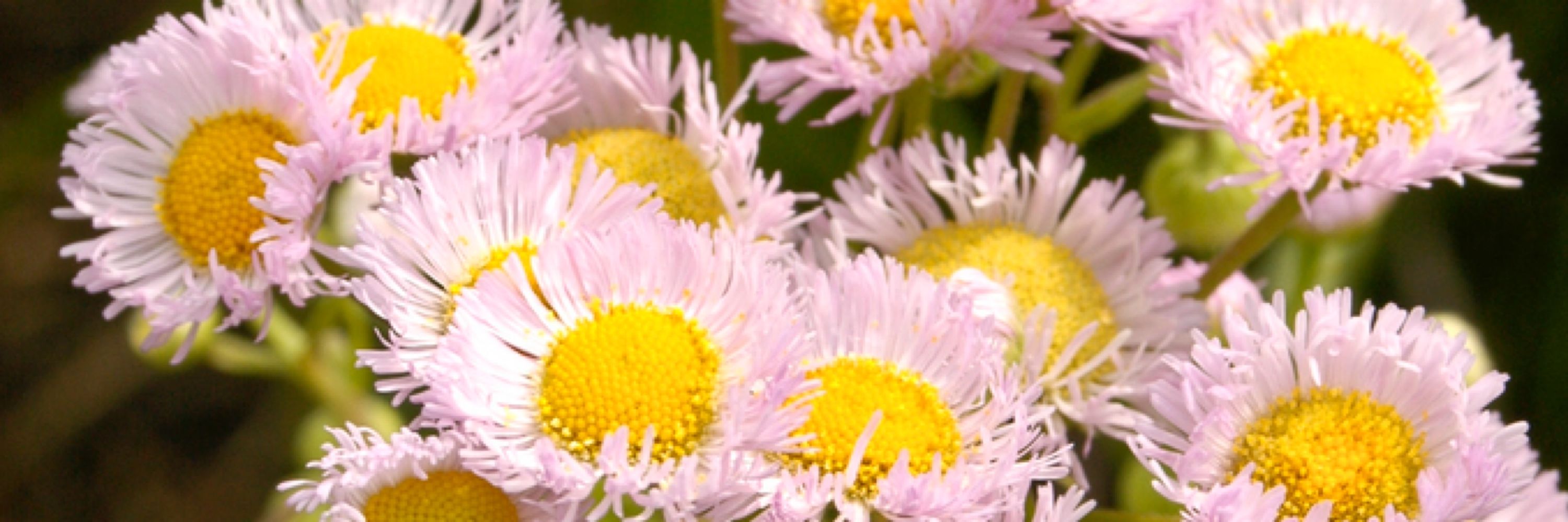 chai wildflower
