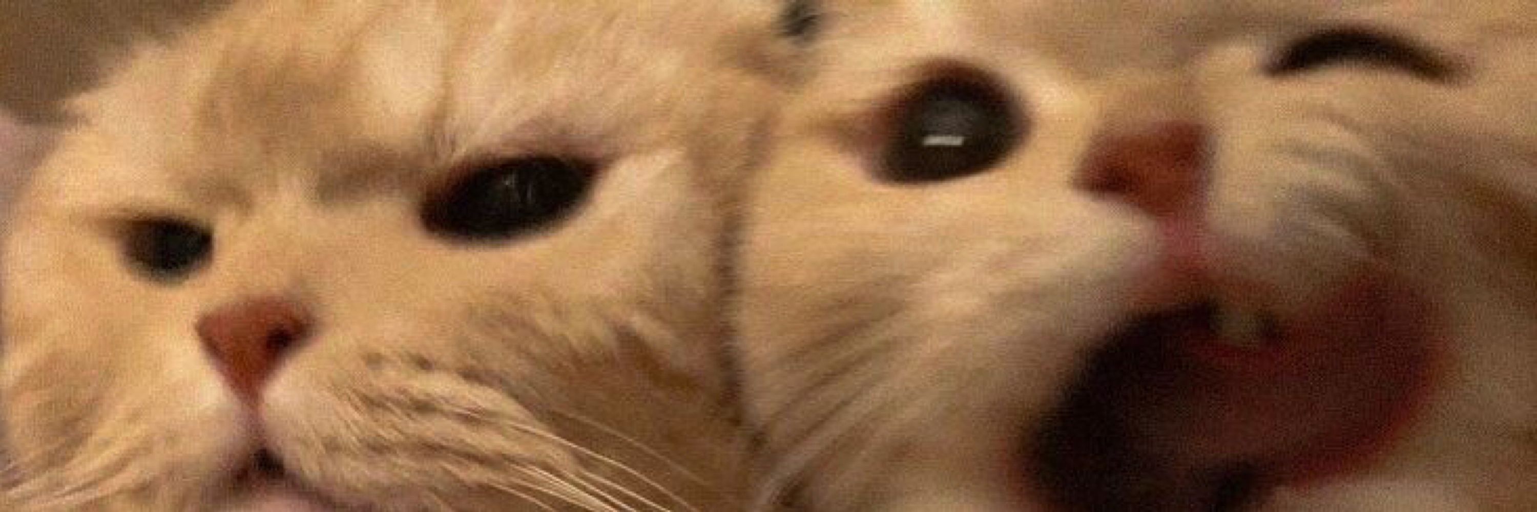 Sandi  🐱