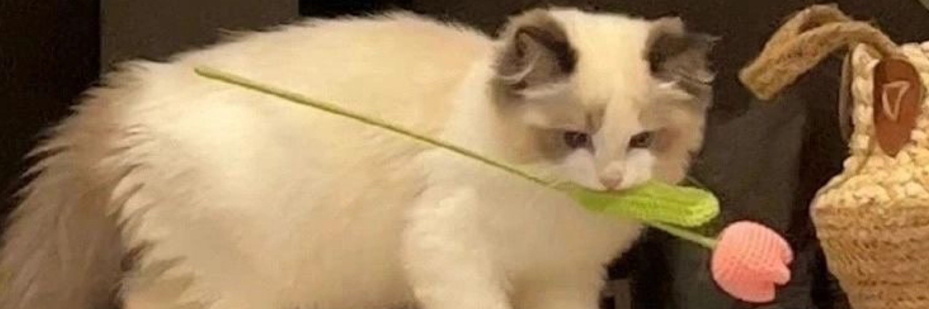 paopao -
