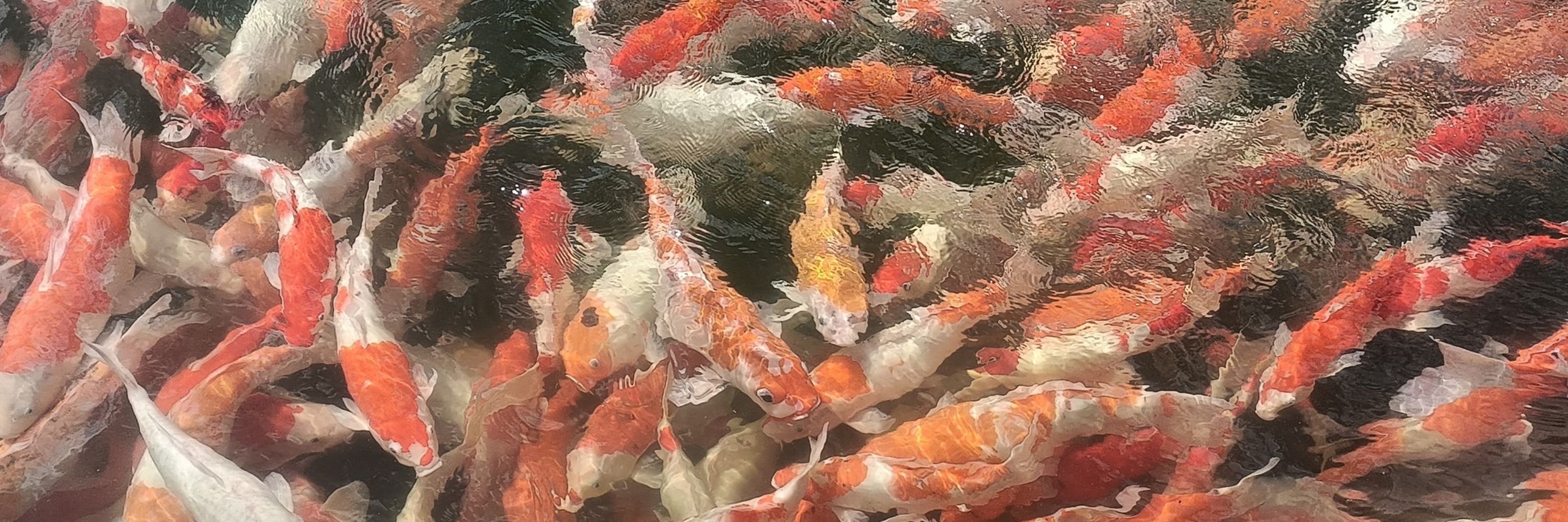 美宝