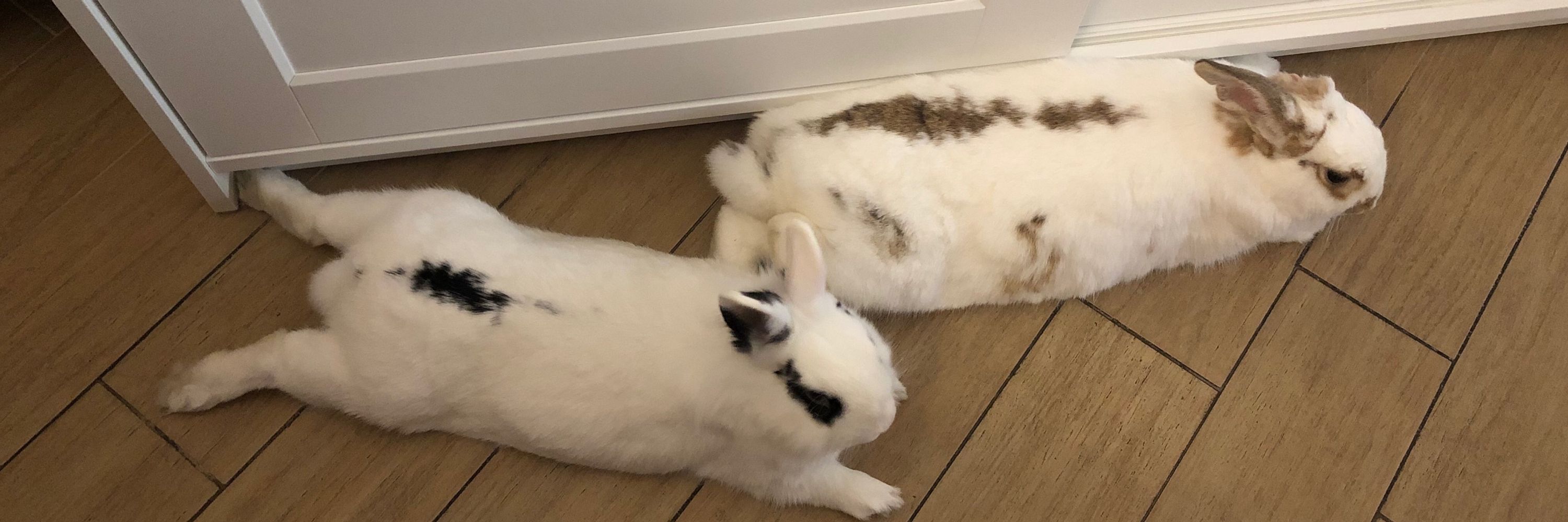Veroku 🍰🐇