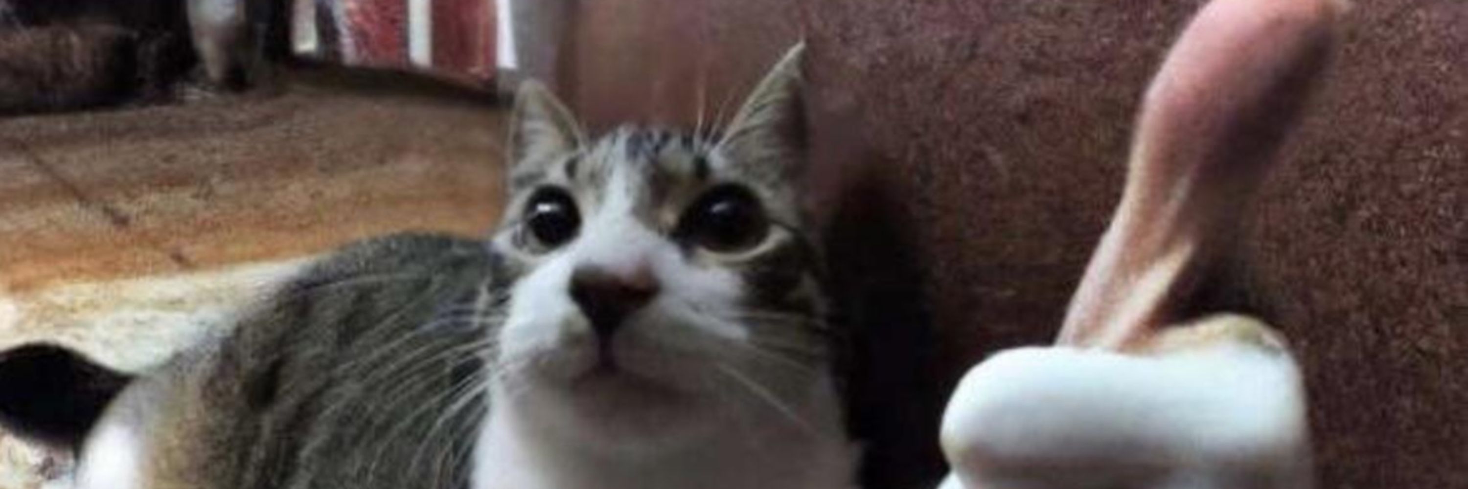 borp