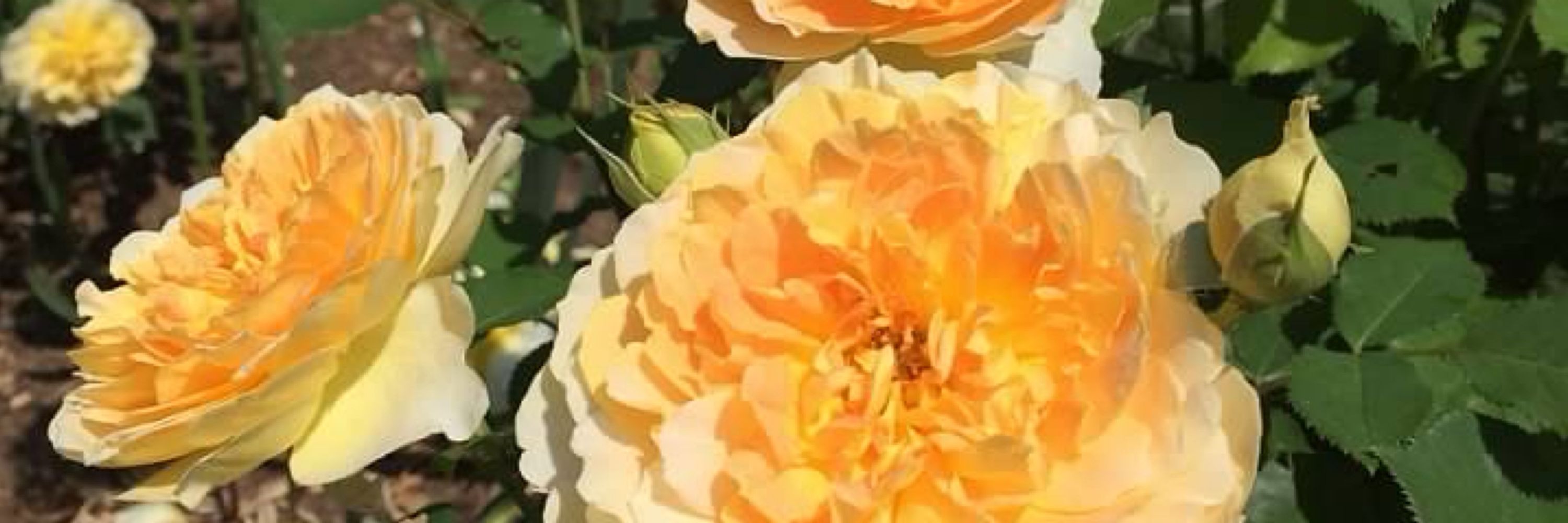 Hope Springs Gardening