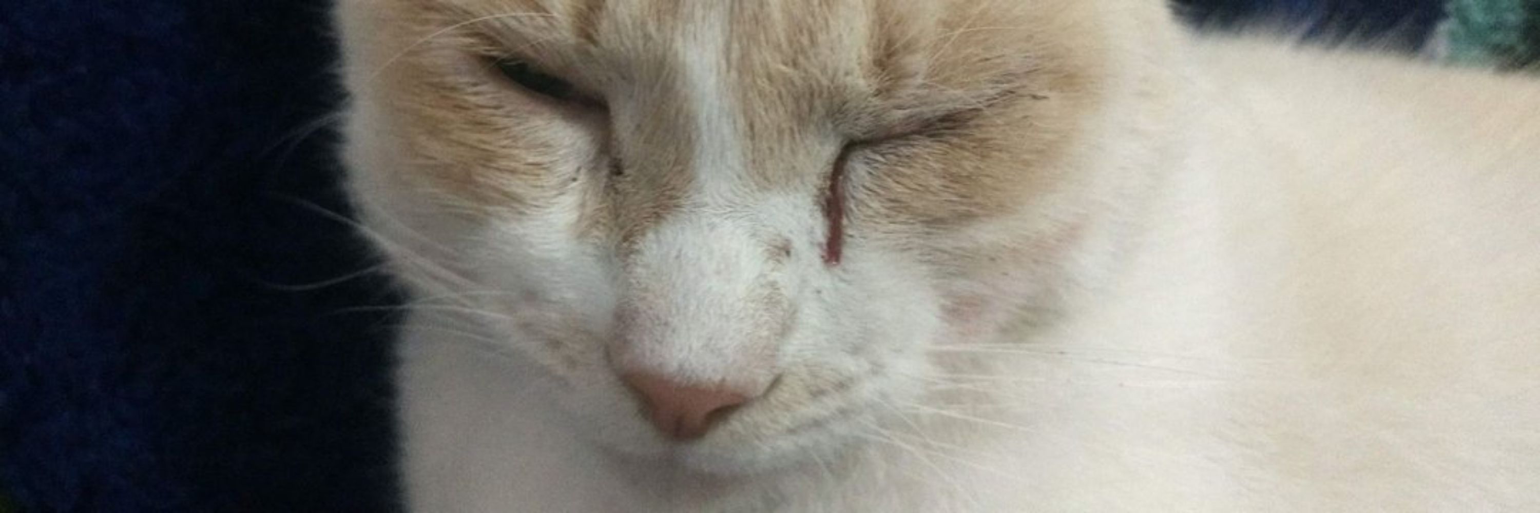 ヒゴル