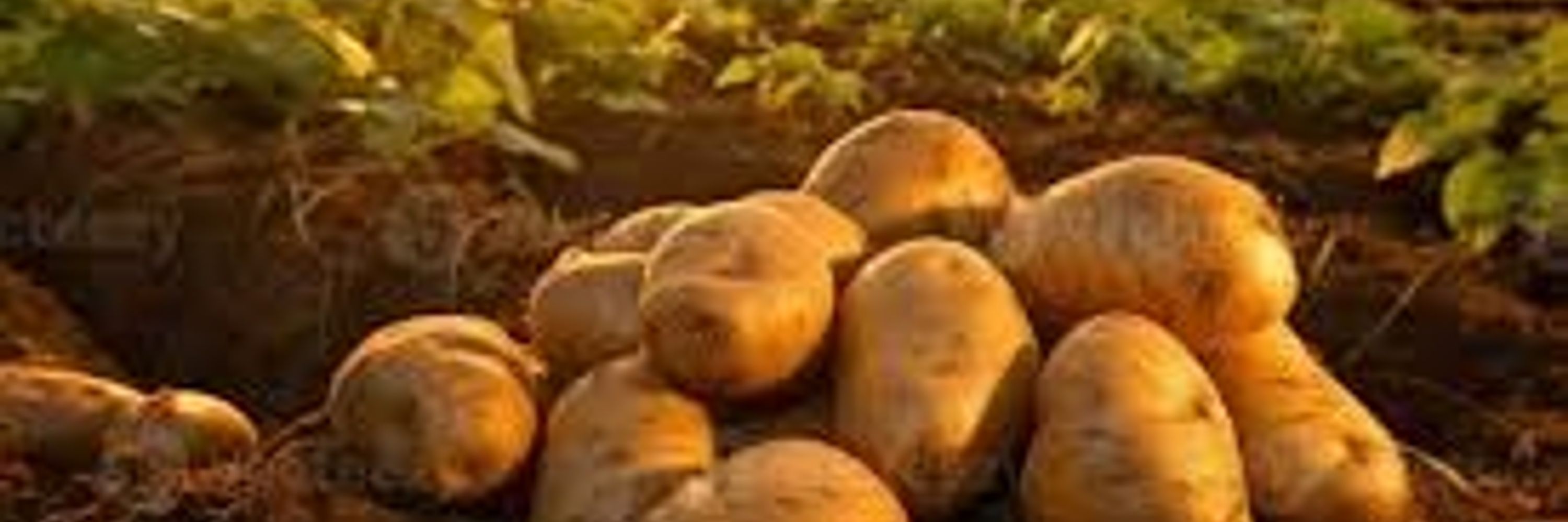 That Potato