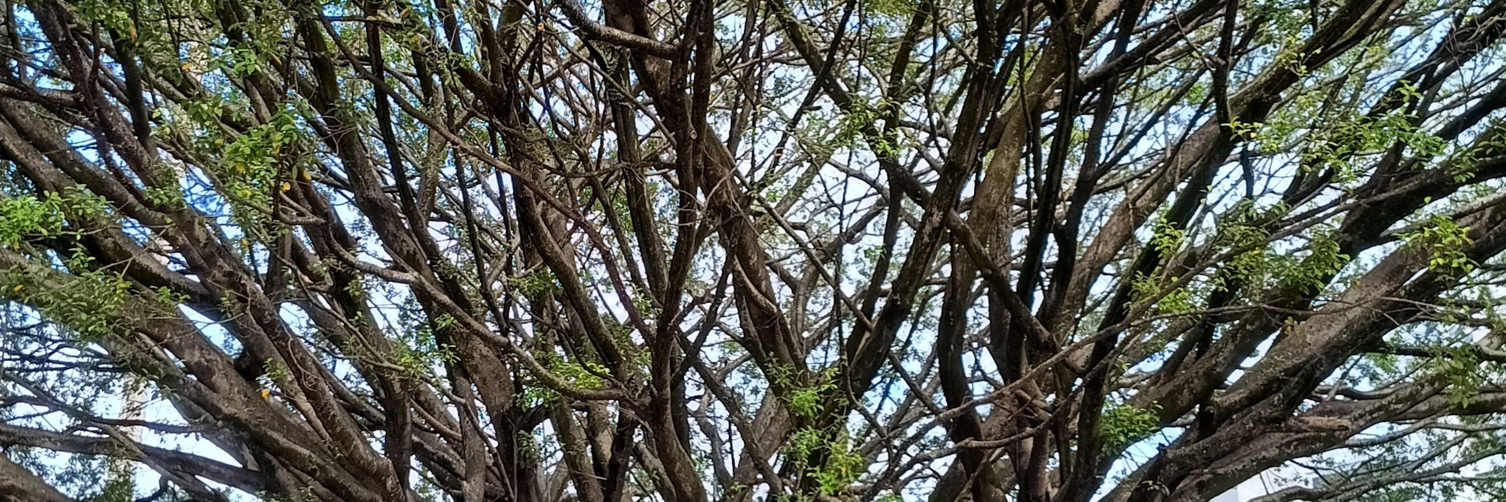 veras verão