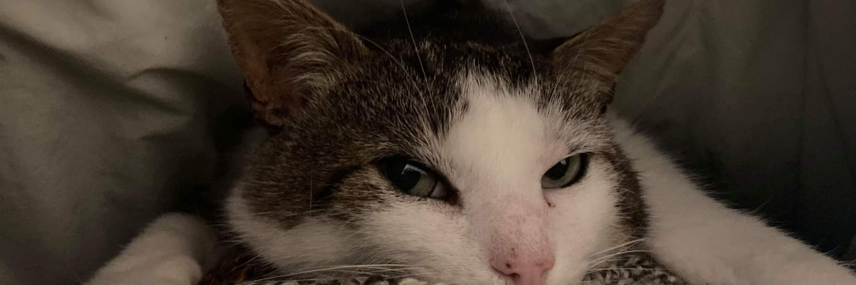 Soyeux
