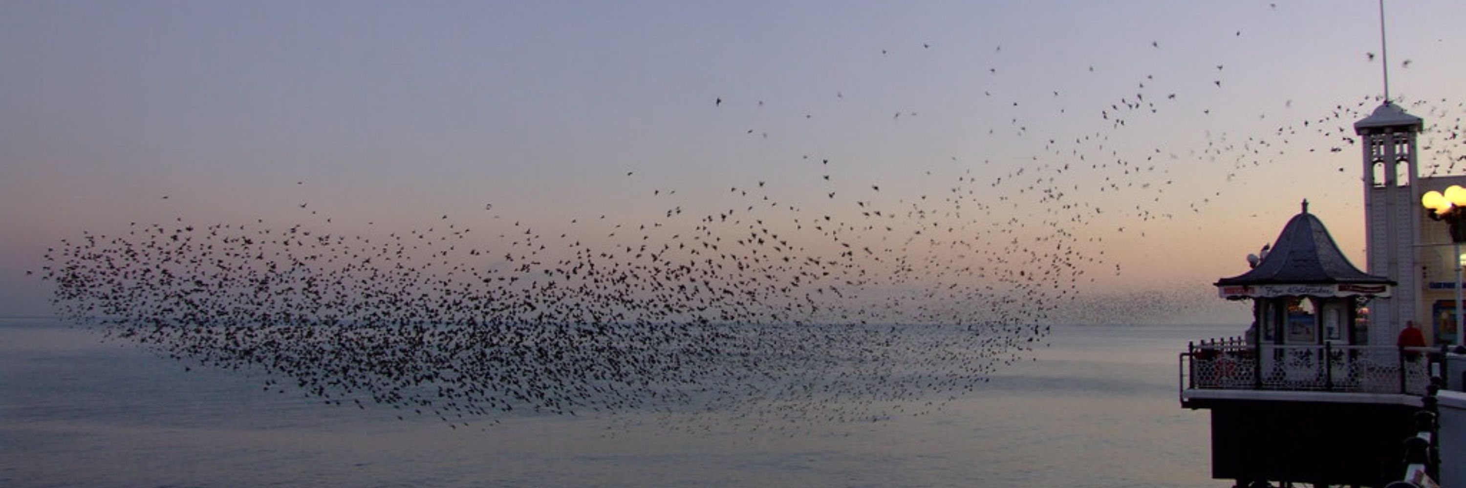 Flock Networks