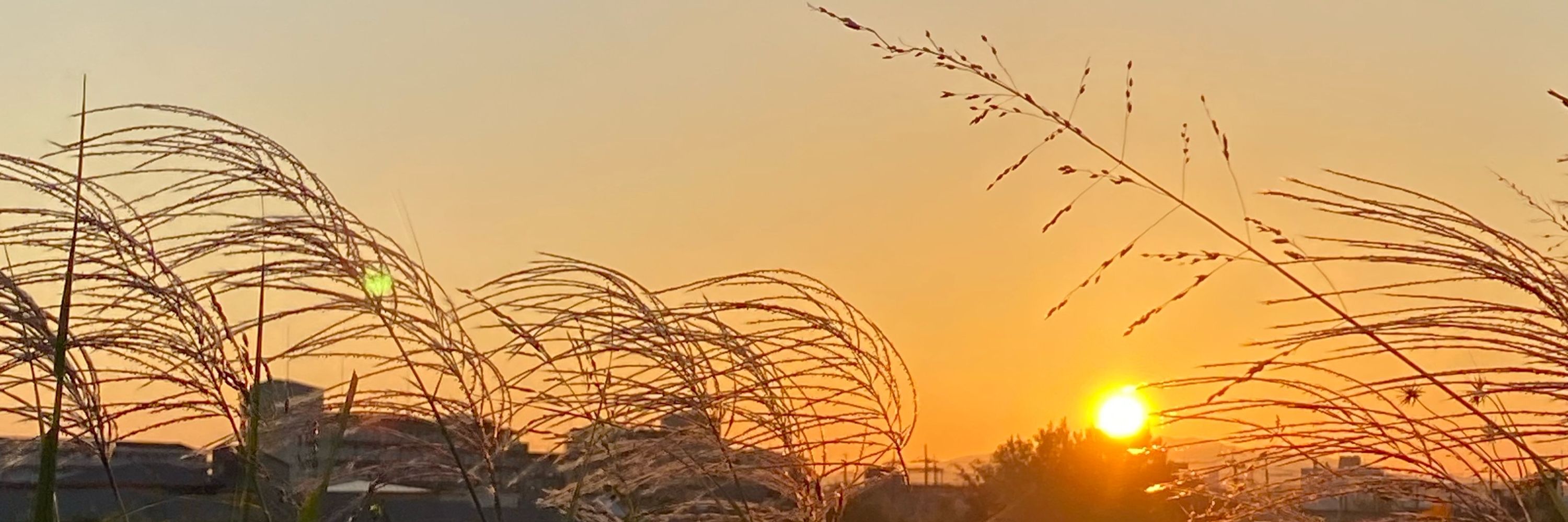 ﾀｶﾑﾗ ｾｲ